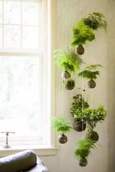 幾根繩子把綠植種成屏風，還買花盆干嘛？