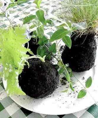 幾根繩子把綠植種成屏風，還買花盆干嘛？