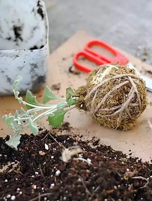 幾根繩子把綠植種成屏風，還買花盆干嘛？