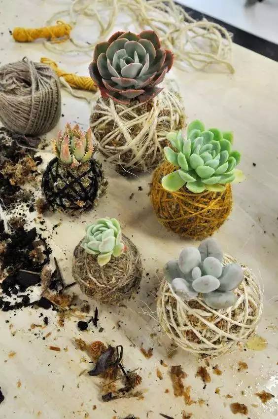 幾根繩子把綠植種成屏風，還買花盆干嘛？