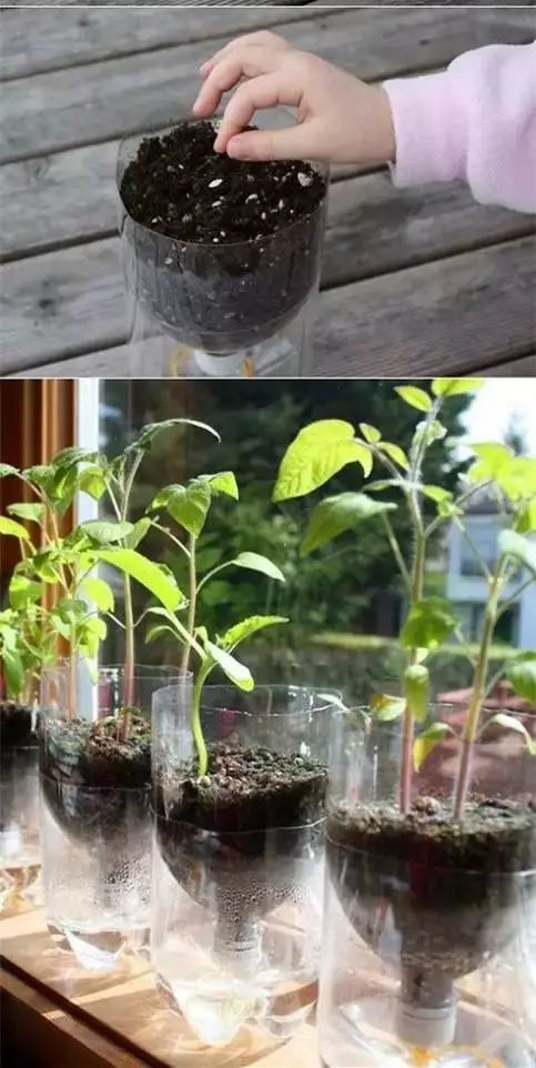 幾根繩子把綠植種成屏風，還買花盆干嘛？