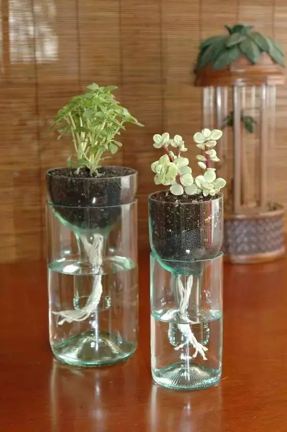 幾根繩子把綠植種成屏風，還買花盆干嘛？