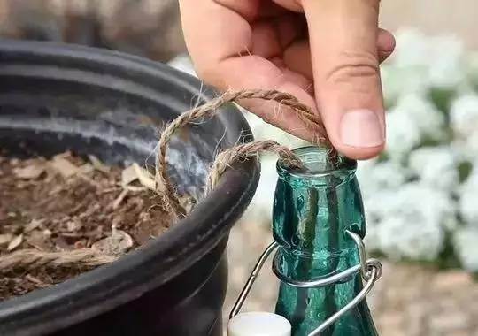 幾根繩子把綠植種成屏風，還買花盆干嘛？