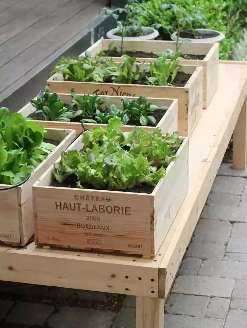 在家打造小菜園，媽媽們不用買菜啦！