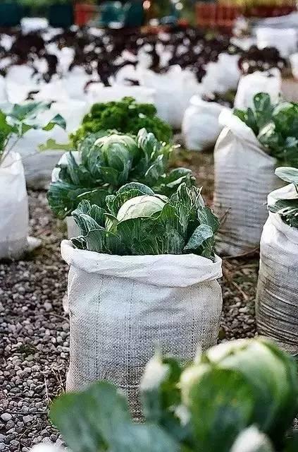 在家打造小菜園，媽媽們不用買菜啦！