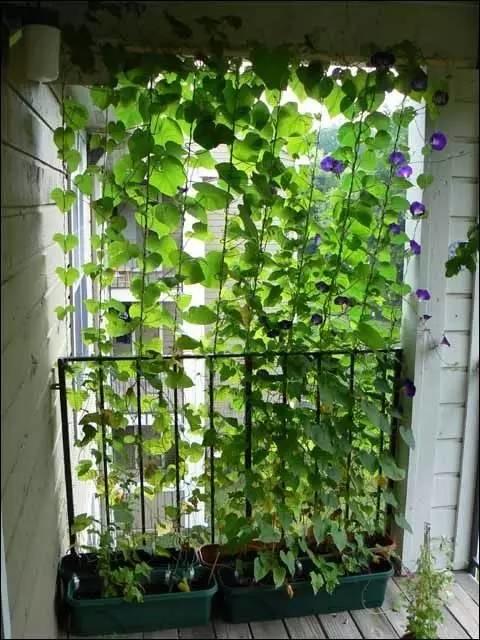 在家打造小菜園，媽媽們不用買菜啦！