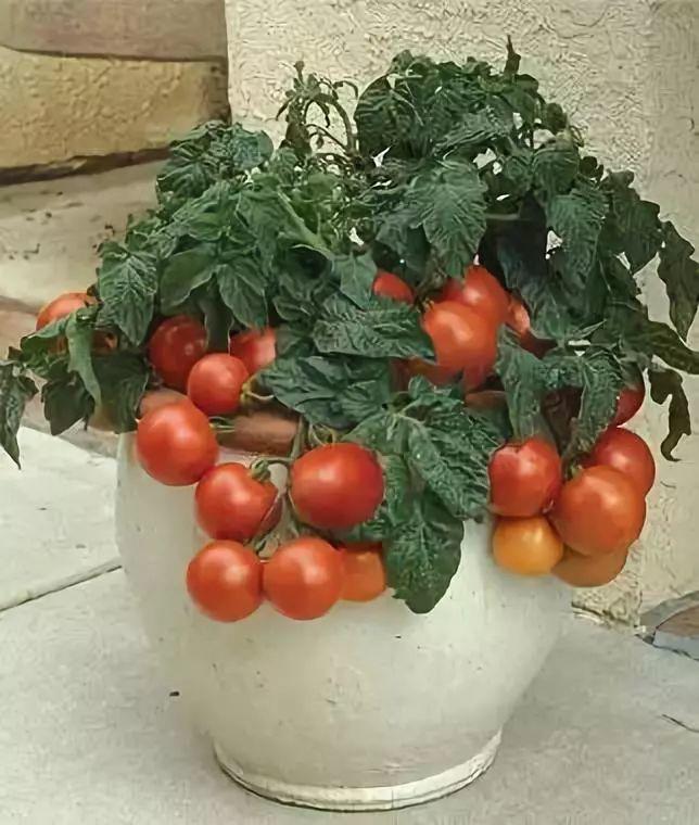 在家打造小菜園，媽媽們不用買菜啦！