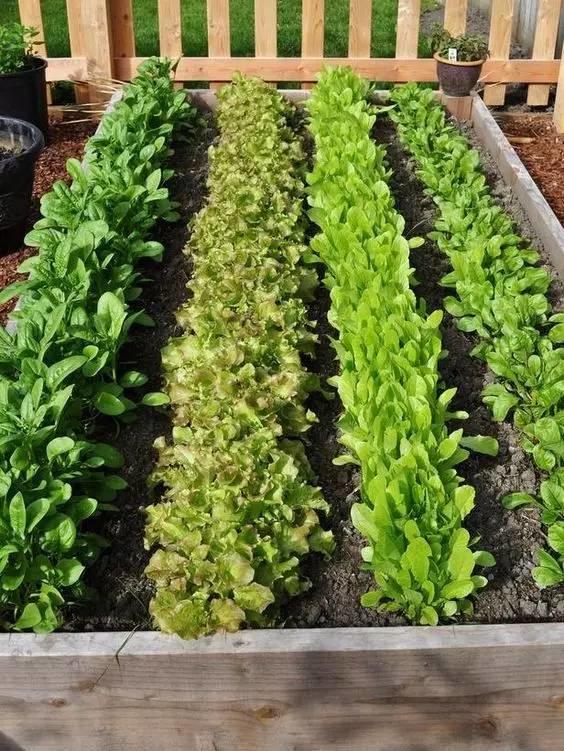 在家打造小菜園，媽媽們不用買菜啦！