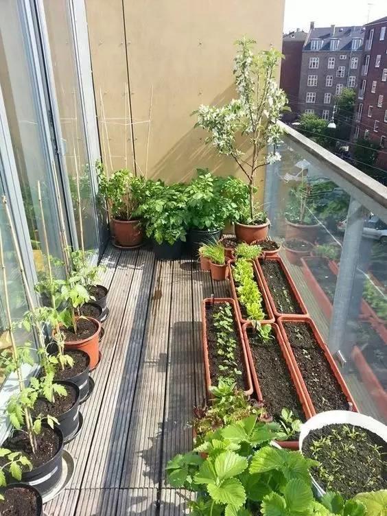 在家打造小菜園，媽媽們不用買菜啦！