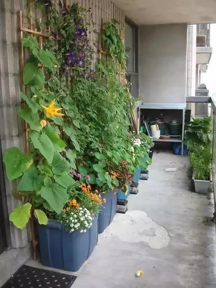 在家打造小菜園，媽媽們不用買菜啦！