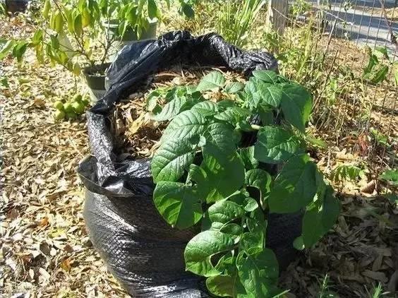 在家打造小菜園，媽媽們不用買菜啦！