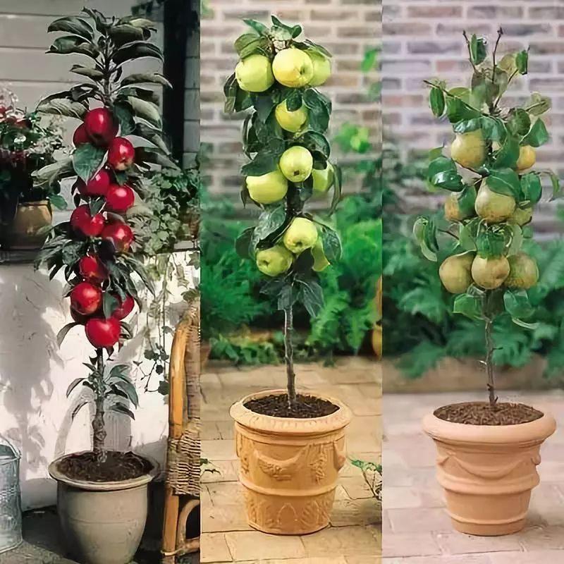 在家打造小菜園，媽媽們不用買菜啦！