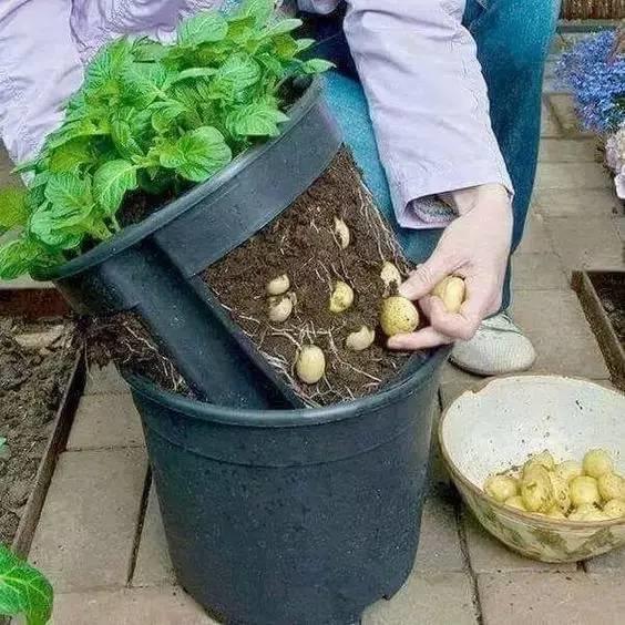 在家打造小菜園，媽媽們不用買菜啦！