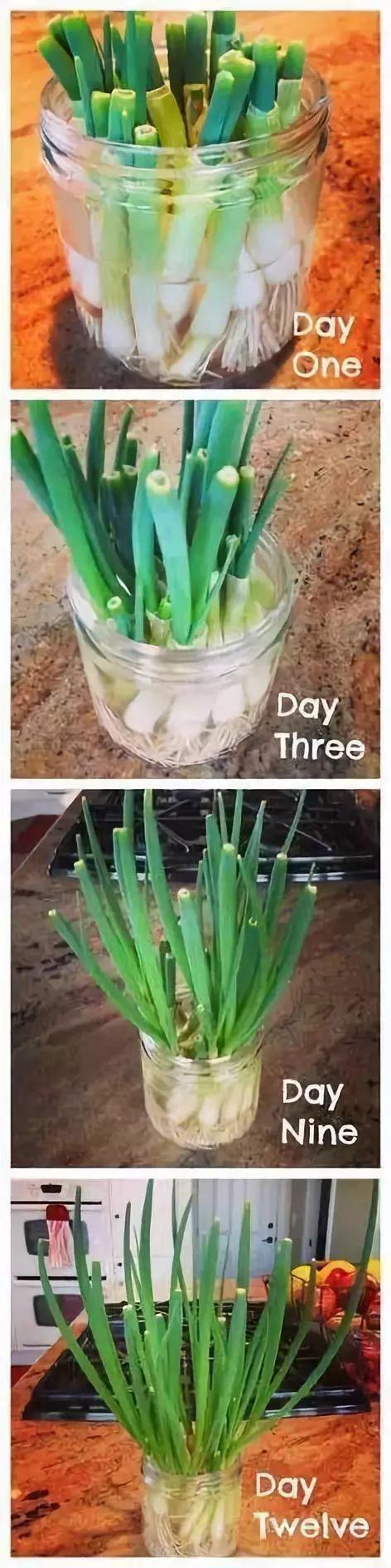 在家打造小菜園，媽媽們不用買菜啦！