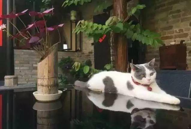 余生，想要一個院子，看花開花落......