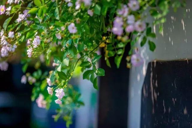 余生，想要一個院子，看花開花落......