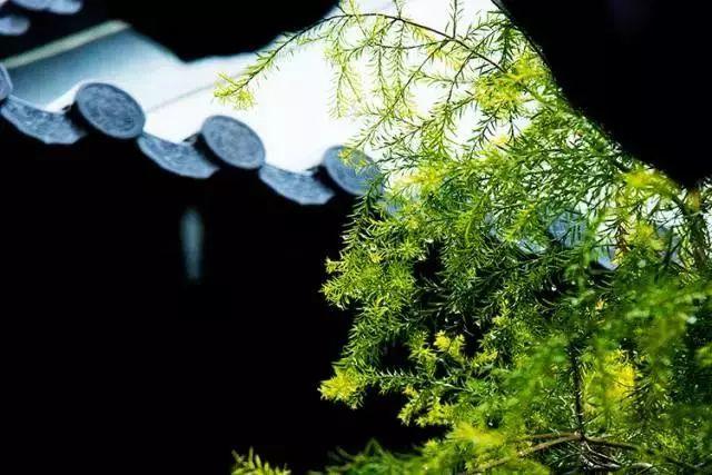 余生，想要一個院子，看花開花落......