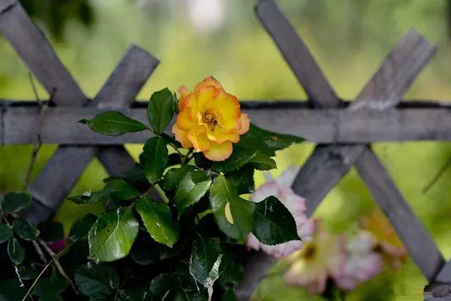余生，想要一個院子，看花開花落......