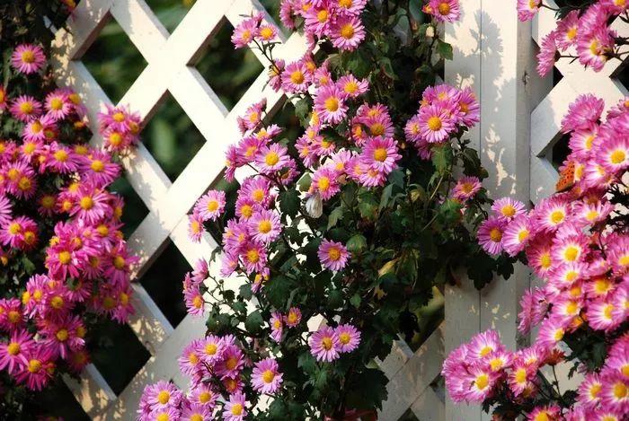 余生，想要一個院子，看花開花落......