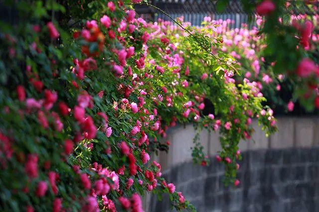 余生，想要一個院子，看花開花落......