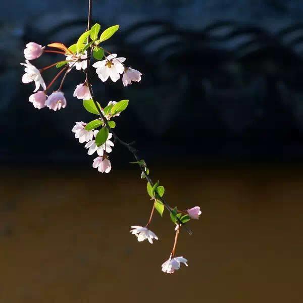 余生，想要一個院子，看花開花落......