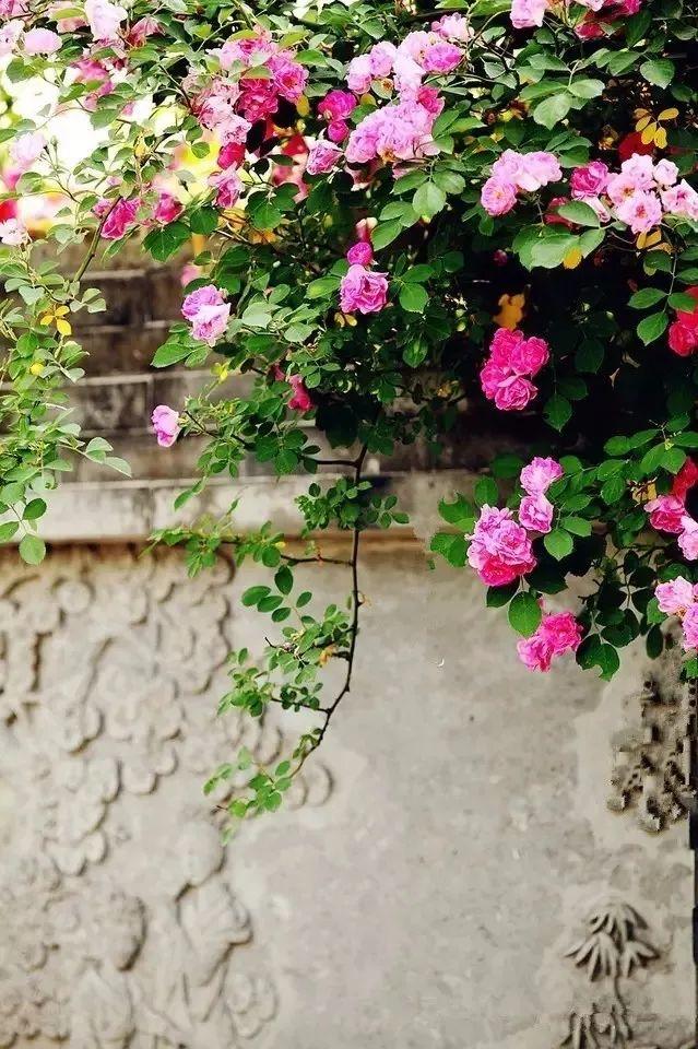 余生，想要一個院子，看花開花落......