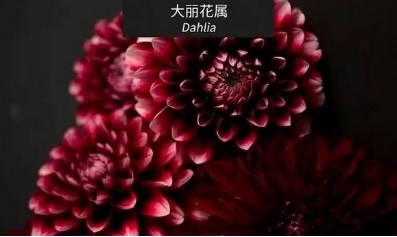 微園林|花園植物的色彩語言，讓植物為你說話。