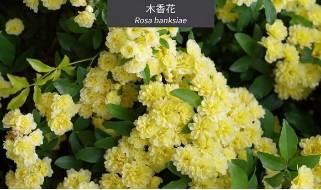 微園林|花園植物的色彩語言，讓植物為你說話。