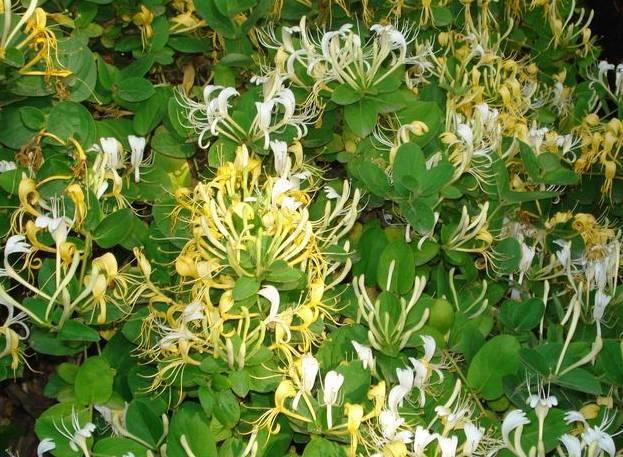 花花世界|一棵爬藤植物，讓整個(gè)院子成為花海