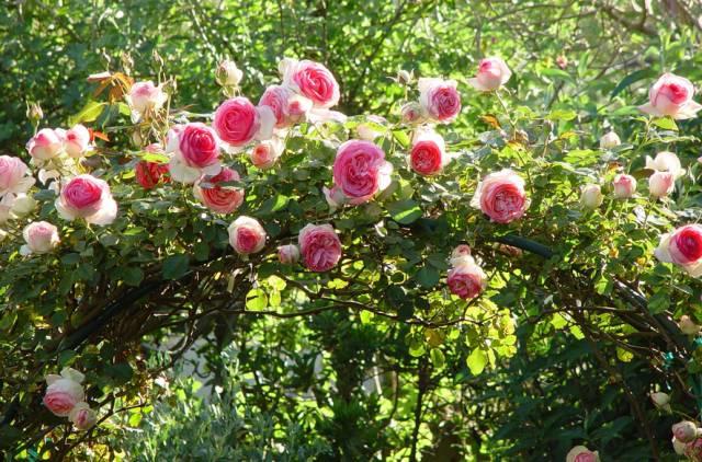 花花世界|一棵爬藤植物，讓整個(gè)院子成為花海