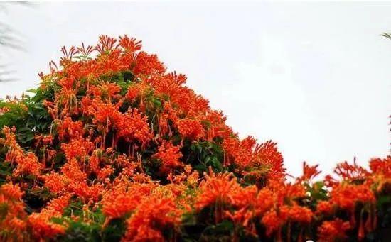花花世界|一棵爬藤植物，讓整個(gè)院子成為花海