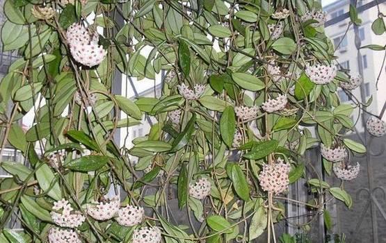 花花世界|一棵爬藤植物，讓整個(gè)院子成為花海