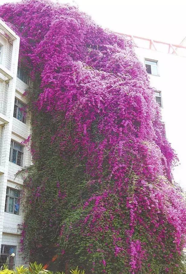 花花世界|一棵爬藤植物，讓整個(gè)院子成為花海