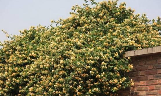 花花世界|一棵爬藤植物，讓整個(gè)院子成為花海