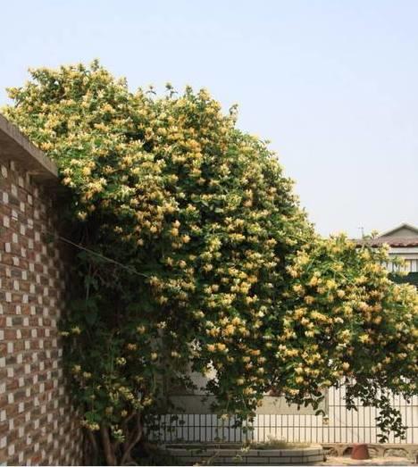 花花世界|一棵爬藤植物，讓整個(gè)院子成為花海