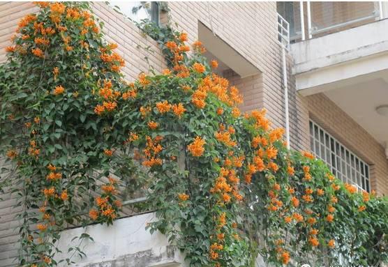 花花世界|一棵爬藤植物，讓整個(gè)院子成為花海