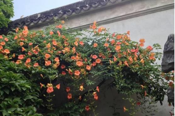 花花世界|一棵爬藤植物，讓整個(gè)院子成為花海