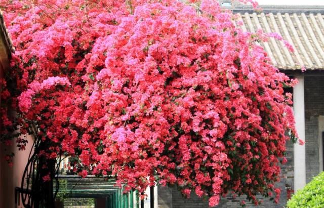 花花世界|一棵爬藤植物，讓整個(gè)院子成為花海