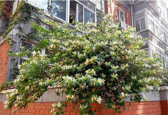 花花世界|一棵爬藤植物，讓整個(gè)院子成為花海