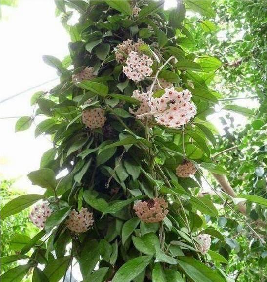 花花世界|一棵爬藤植物，讓整個(gè)院子成為花海