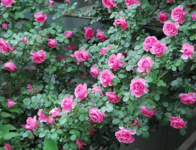 花花世界|一棵爬藤植物，讓整個(gè)院子成為花海