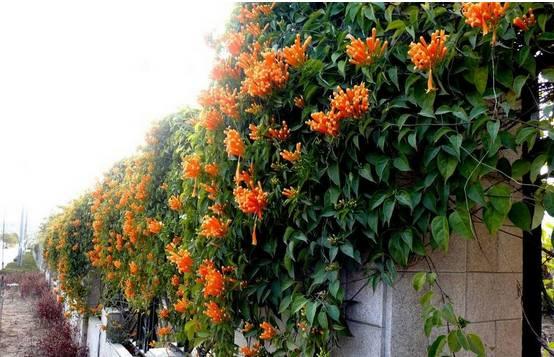 花花世界|一棵爬藤植物，讓整個(gè)院子成為花海
