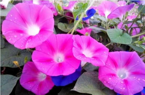 花花世界|一棵爬藤植物，讓整個(gè)院子成為花海