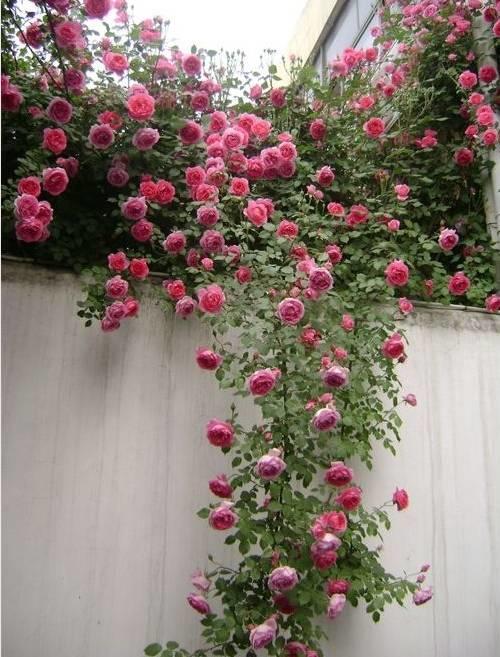 花花世界|一棵爬藤植物，讓整個(gè)院子成為花海