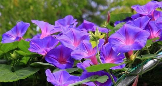 花花世界|一棵爬藤植物，讓整個(gè)院子成為花海
