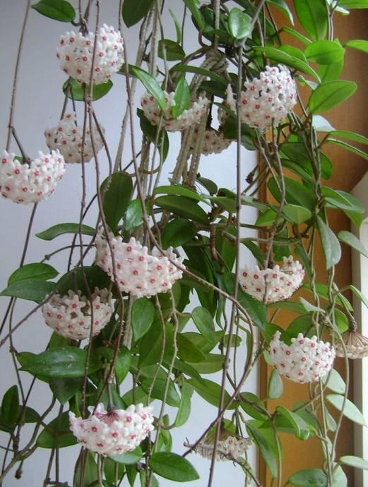 花花世界|一棵爬藤植物，讓整個(gè)院子成為花海