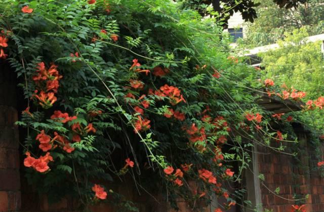 花花世界|一棵爬藤植物，讓整個(gè)院子成為花海