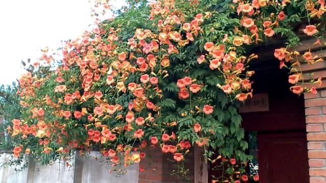 花花世界|一棵爬藤植物，讓整個(gè)院子成為花海