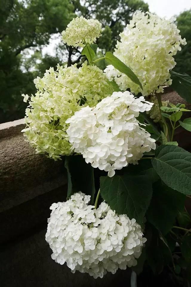 花花世界|花草界的“顏值王”竟然是它！