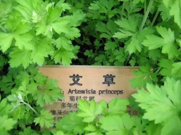 微園林|適合在庭院里種植的16種驅(qū)蚊植物